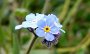 P1000428-Blume_Myosotis alpestris